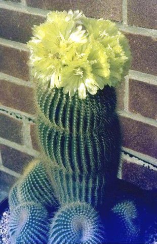 notocactus_leninghausii_4